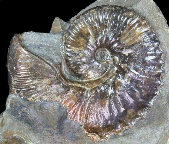 Wide, Iridescent Ammonite (Hoploscaphites) - South Dakota #38968